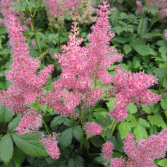 False Goats Beard (Astilbe Pink) Moisture Loving Pond Plant