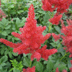False Goats Beard (Astilbe Red) Moisture Loving Pond Plant