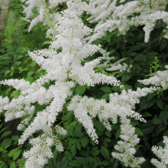 False Goats Beard (Astilbe White) Moisture Loving Pond Plant
