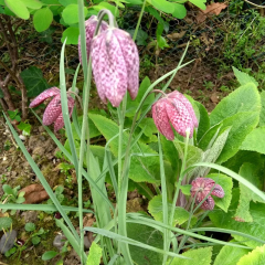 Snake's Head Fritillary (Fritillaria meleagris) Moisture Loving Pond Plant