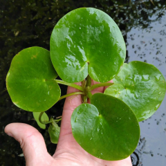 Smooth Frogbit (Limnobium Laevigatum) Pack of 5 Floating Pond Plants