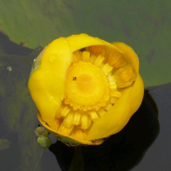 Brandy Bottle Yellow Water Lily (Nuphar Lutea) Deep Water Pond Plant