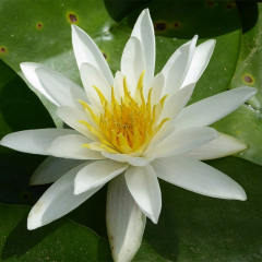 Alba Water Lily (Nymphaea Alba) White Pond Water Lily