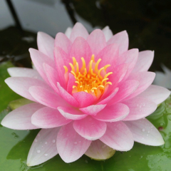 Darwin Water Lily (Nymphaea Darwin 'Hollandia') Pink Pond Water Lily