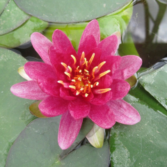 Attraction Water Lily (Nymphaea Attraction) Red Pond Water Lily