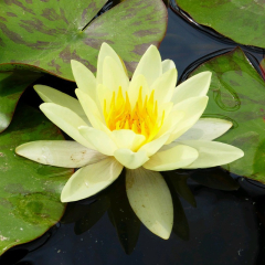 Marliacea Chromatella Water Lily (Nymphaea Marliacea Chromatella) Yellow Pond Water Lily