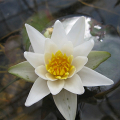 Pygmaea Alba Water Lily (Nymphaea Pygmaea alba) White Mini Water Lily