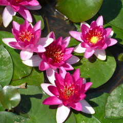 Xiafei Water Lily (Nymphaea Xiafei) Red Mini Water Lily