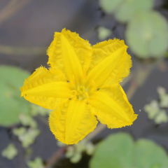 Floating Heart (Nymphoides Peltata) 1L Deep Water Pond Plant