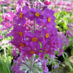 Bee's Primrose (Primula beesiana) Moisture Loving Pond Plant Pack of 3