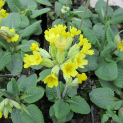 Cowslip (Primula veris) Moisture Loving Pond Plant Pack of 3