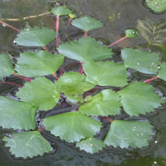 Water Chestnut (Trapa Natans) Pack of 5 Floating Pond Plants