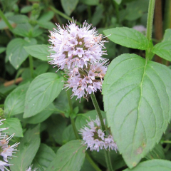 Water Mint (Mentha aquatica) Marginal Pond Plant
