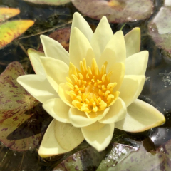 Pygmaea Helvola Water Lily (Nymphaea Pygmaea helvola) Yellow Mini Water Lily