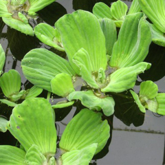 Water Lettuce (Pistia stratiotes) Pack of 5 Floating Pond Plants