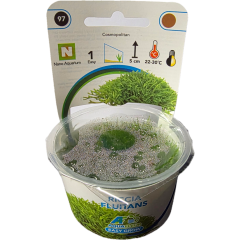 AquaFleur Tropical Aquarium Plants-Riccia Fluitans
