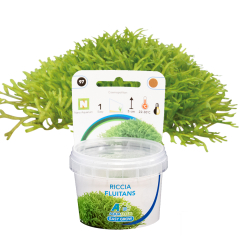 AquaFleur Tropical Aquarium Plants-Riccia Fluitans