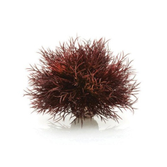 BiOrb Aquatic Sea Lily - Crimson