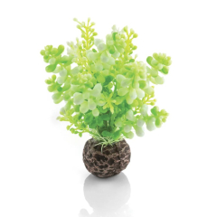 BiOrb Aquatic Caulerpa