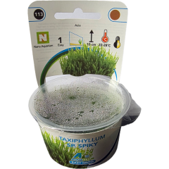 AquaFleur Tropical Aquarium Plants-Taxiphyllum Sp. Spiky