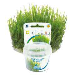 AquaFleur Tropical Aquarium Plants-Taxiphyllum Sp. Spiky