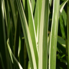 Variegated Sweet Flag (Acorus Calamus Variegatus) Marginal Pond Plant