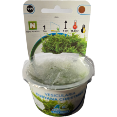 AquaFleur Tropical Aquarium Plants-Vesicularia Dubyana Christmas
