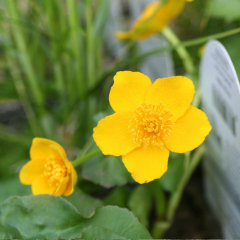 Marsh Marigold (Caltha Palustris) Marginal Pond Plant