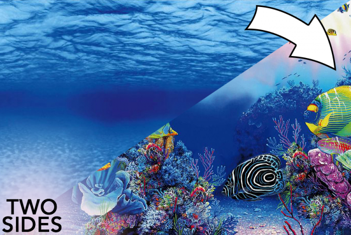 Superfish 2 Sided Aquarium Background F - Underwater & Marine - Maidenhead  Aquatics