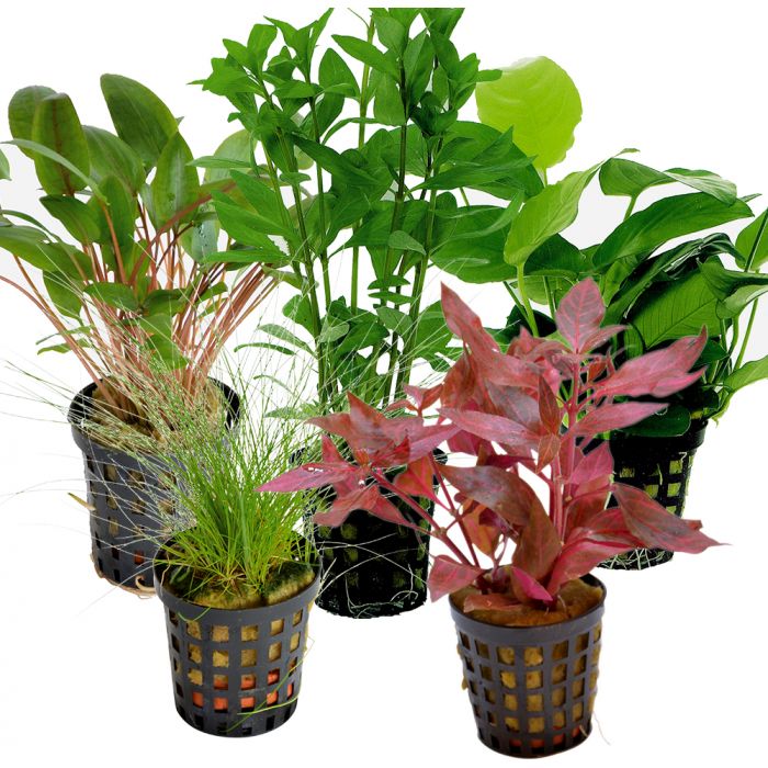 Tropical Aquarium Plant Pack Special