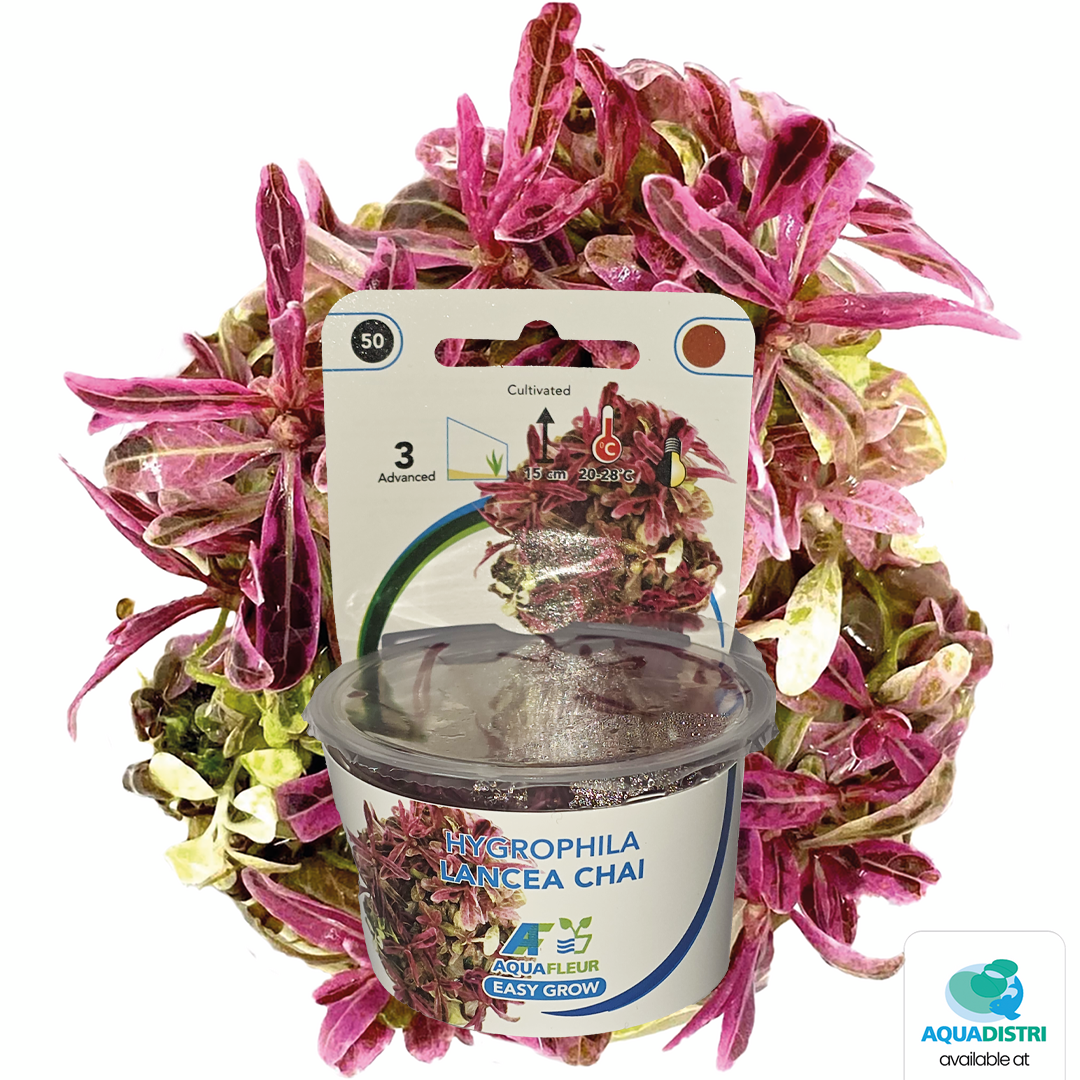 AquaFleur Tropical Aquarium Plants-Hygrophila Lancea Chai