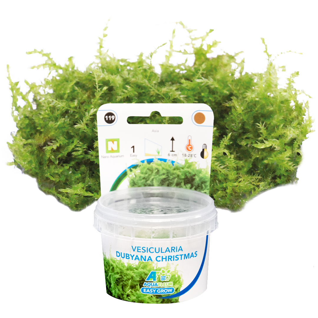 AquaFleur Tropical Aquarium Plants-Vesicularia Dubyana Christmas