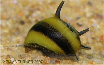 inteligente Árbol genealógico latitud Bumblebee Horn Snail-Clithon corona