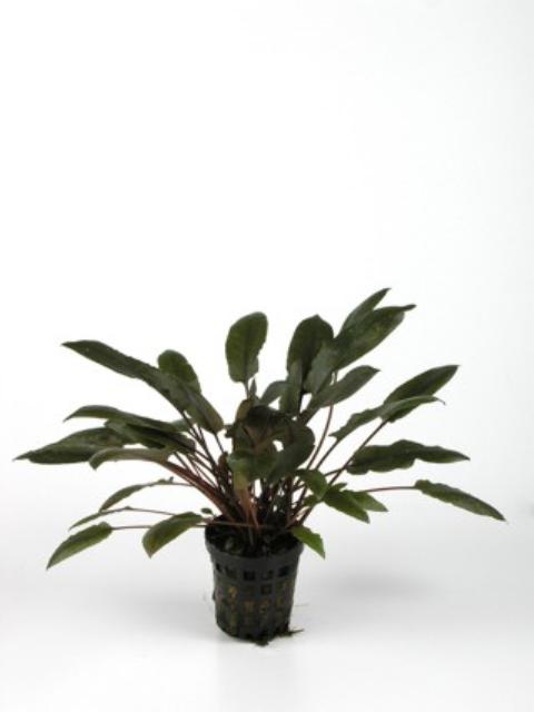 aqueon 50 filter parts