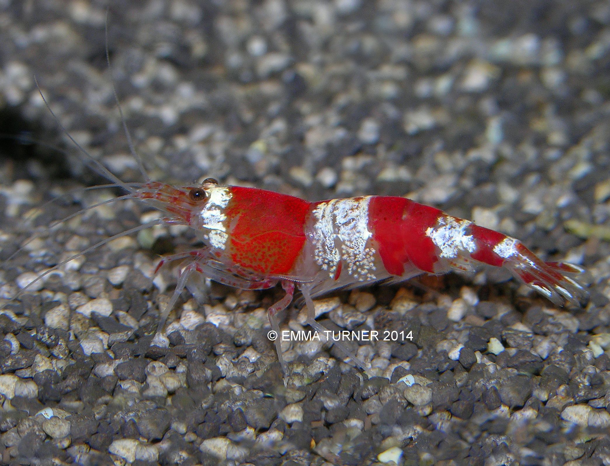 Red Shrimp-Caridina