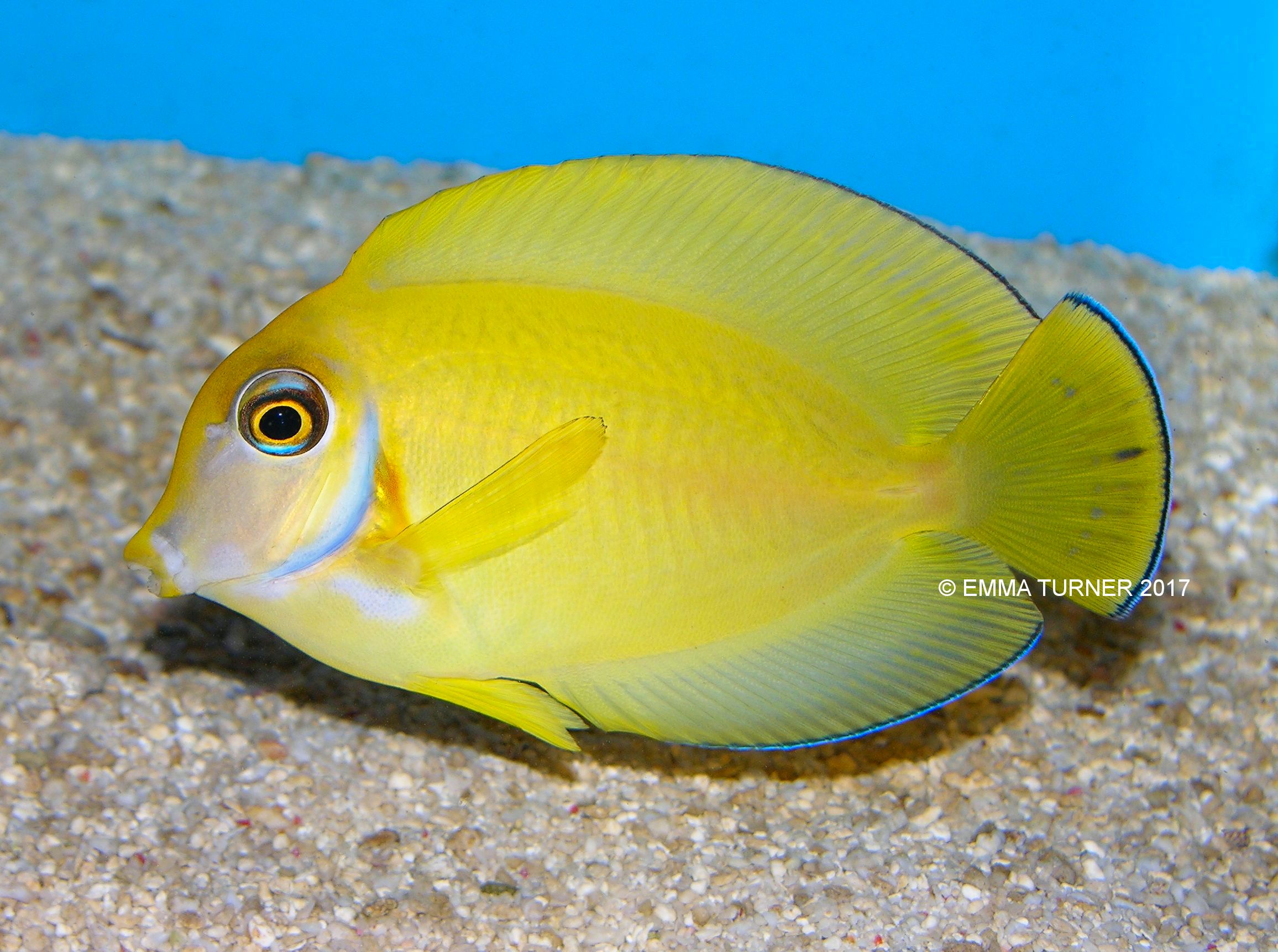 Mimic tang on sale care