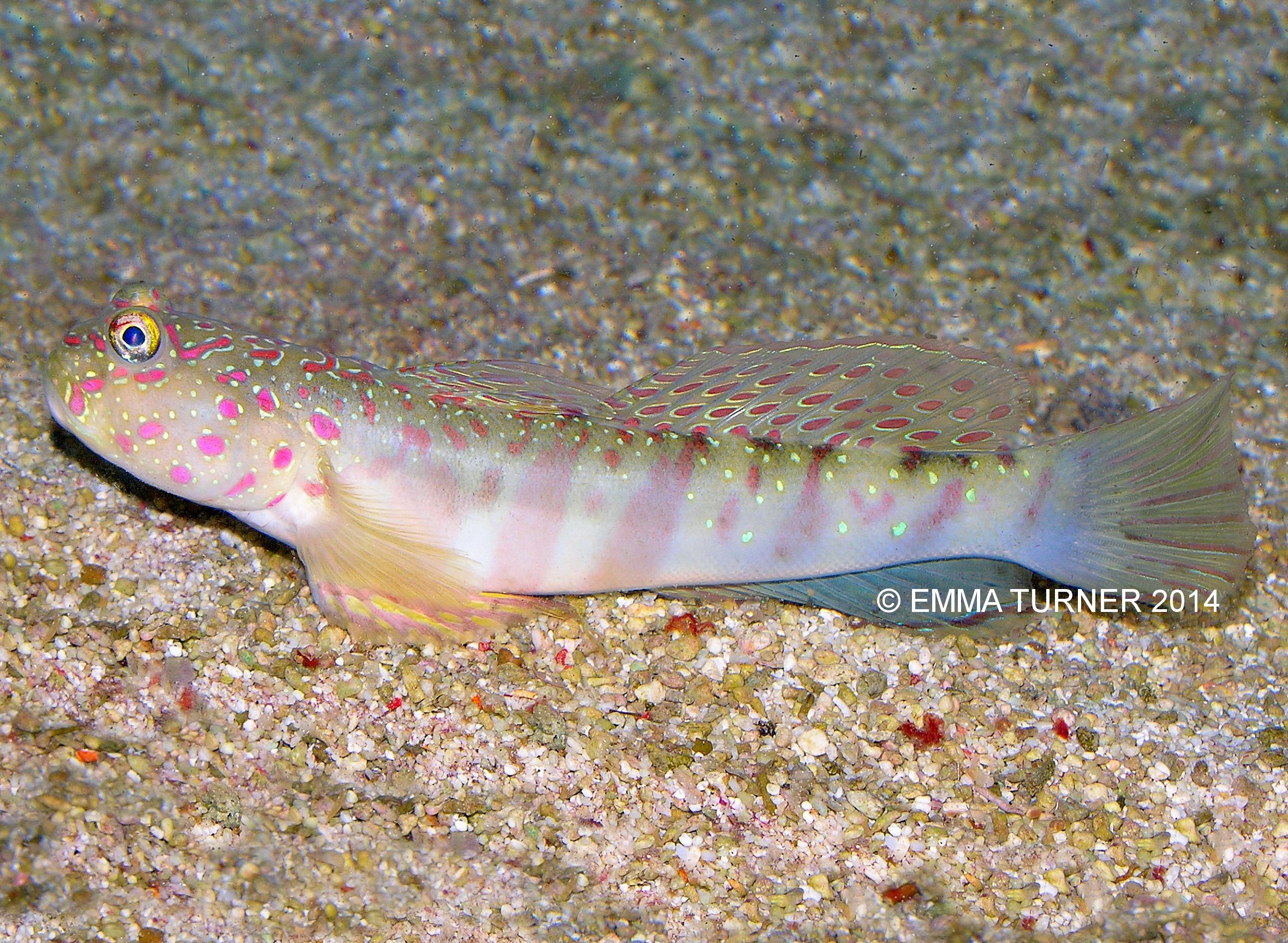 Pinkspot Goby-Cryptocentrus leptocephalus