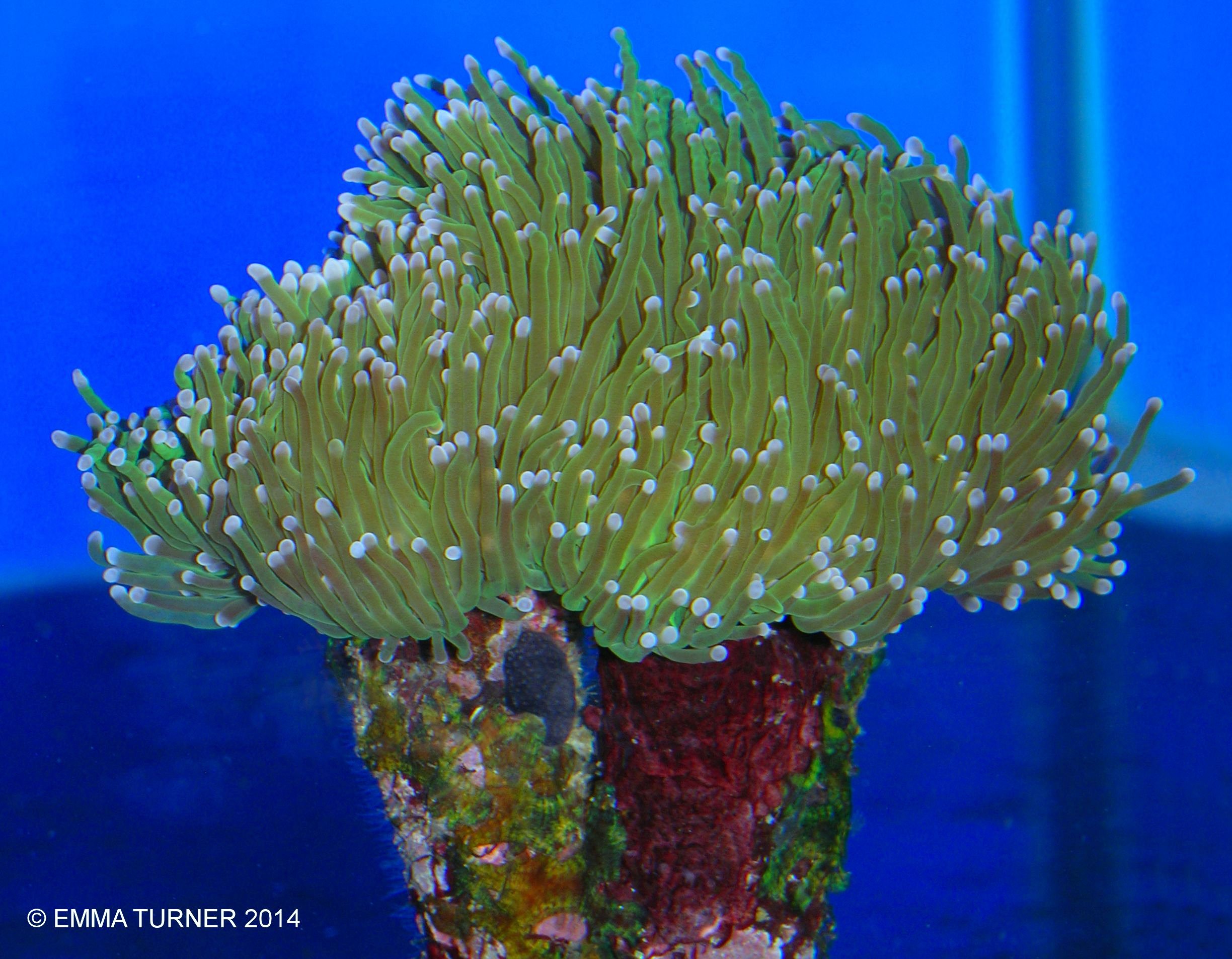 Torch Coral Euphyllia Glabrescens