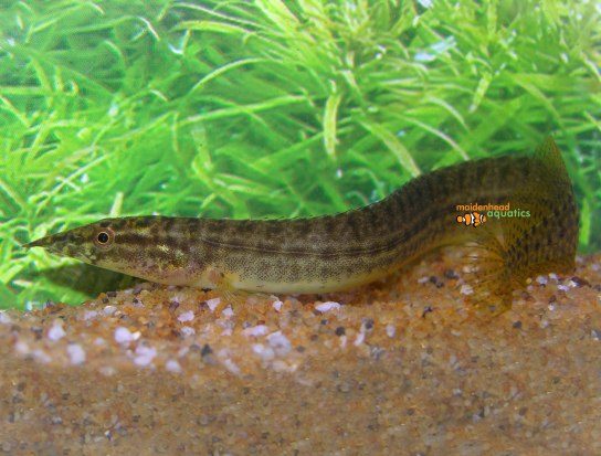 Eel care best sale