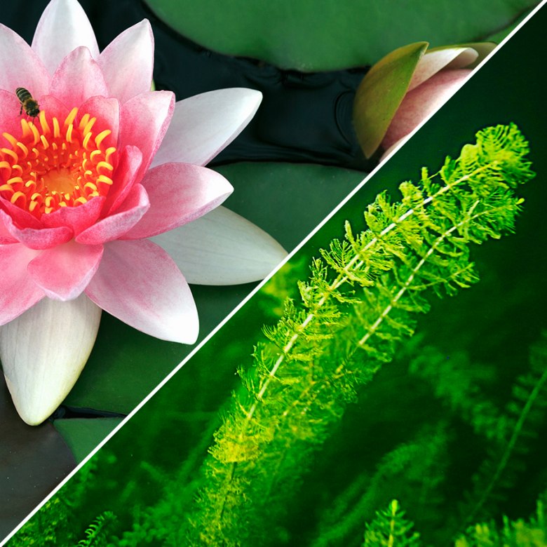 Pond and Aquarium Plants