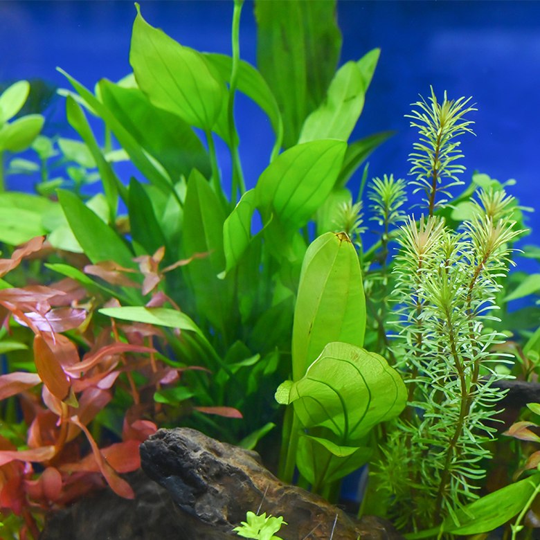 Aquarium Plants