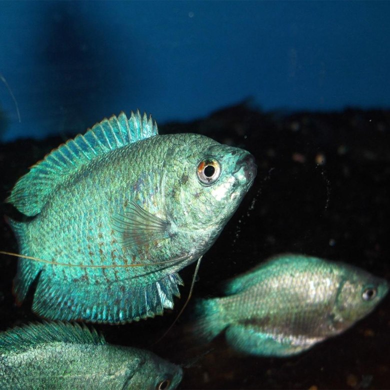 Bacterial Infections