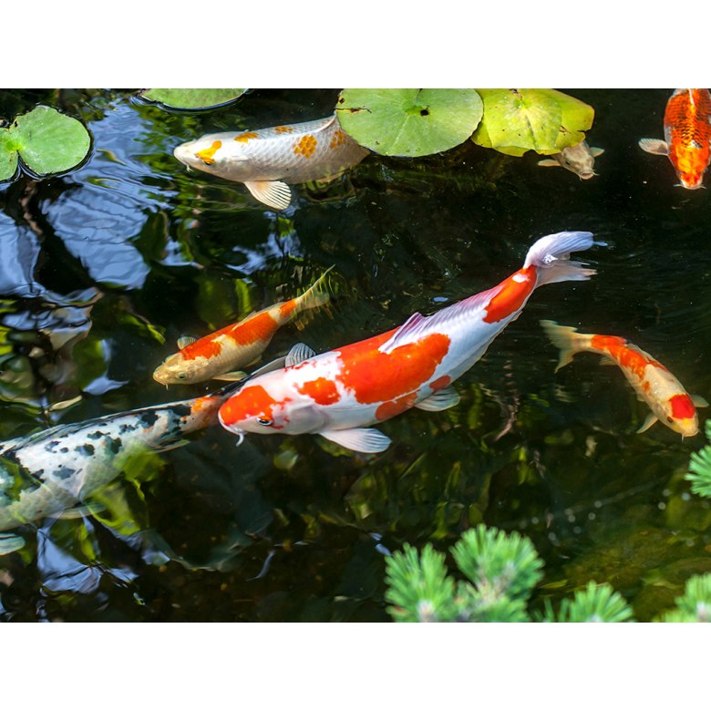 Koi Filters