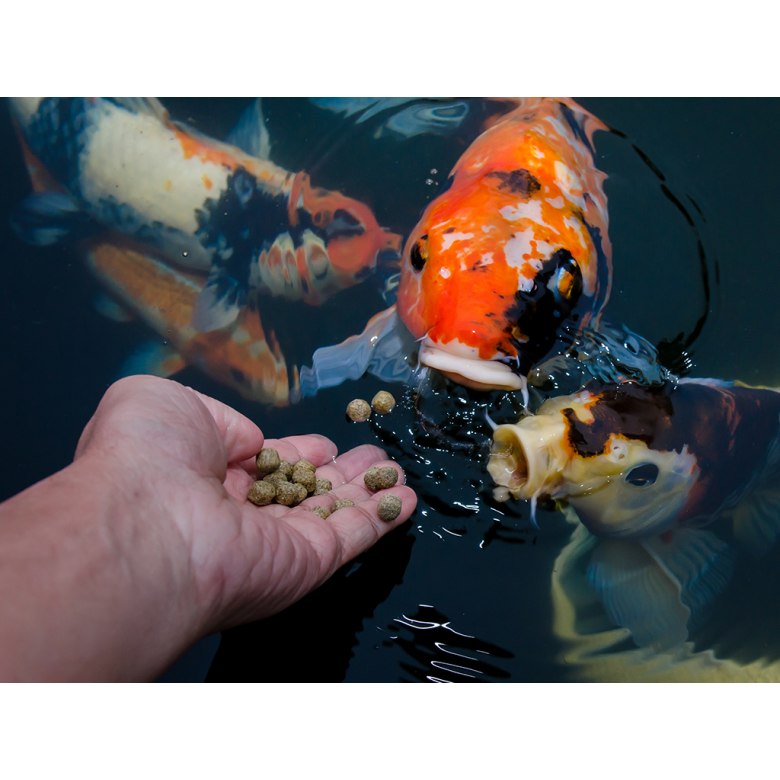 Koi Food and Automatic Feeders