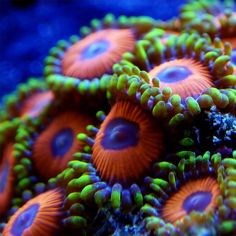 Marine Invertebrates