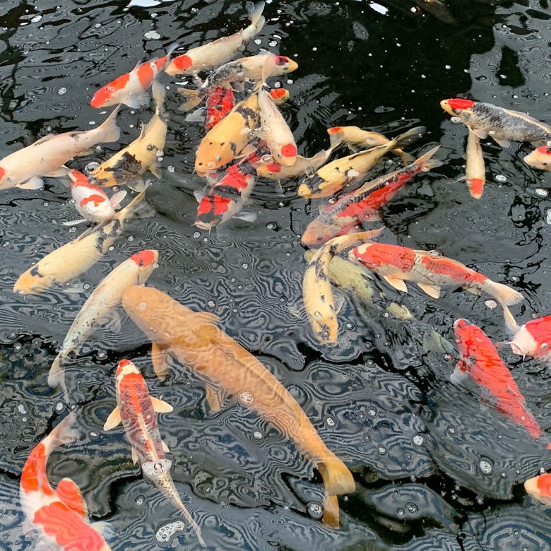 Pond Fish - Disease, Treatment and Prevention