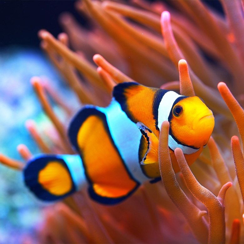 Caring for your Marine Fish and Invertebrates