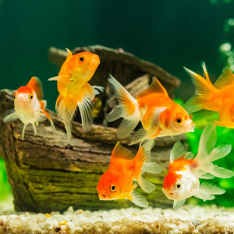 Caring for your Coldwater Fish