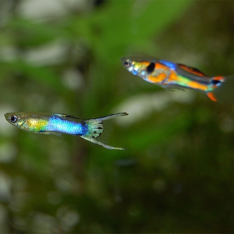 Herbivores and Algae-eater Guide