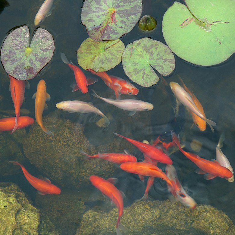 Caring for your Pond Fish